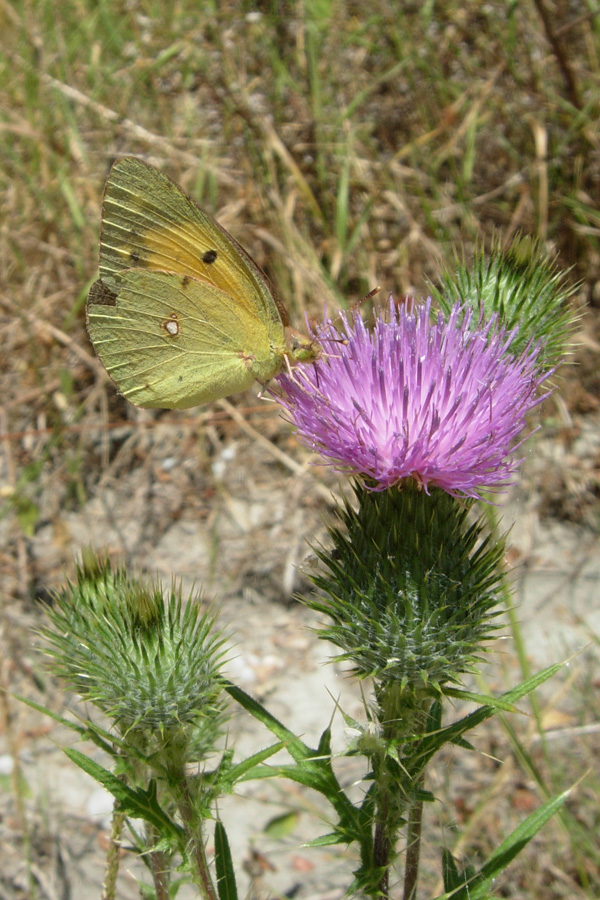 Cirsium vulgare e C. sp.